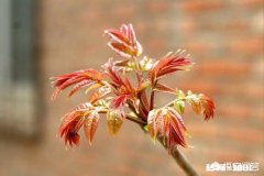 香椿为什么那么贵怎么种植在哪里能种植