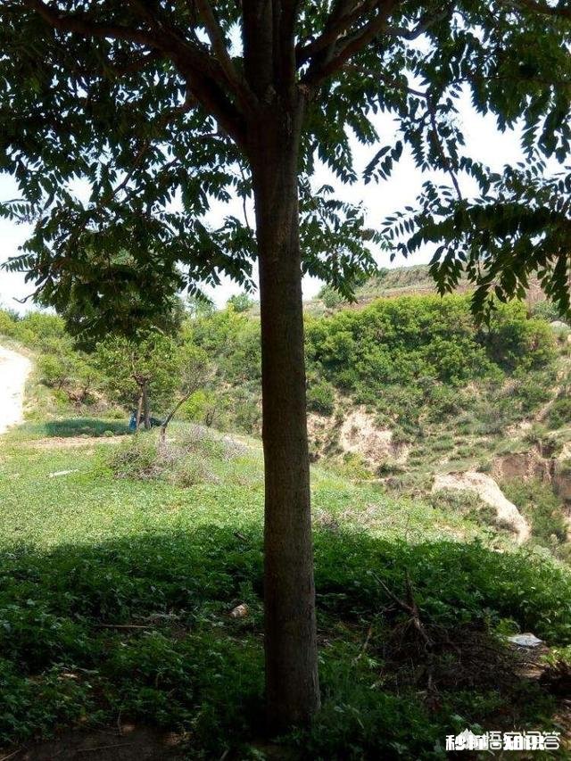 香椿为什么那么贵怎么种植在哪里能种植