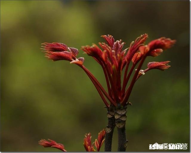 香椿为什么那么贵怎么种植在哪里能种植