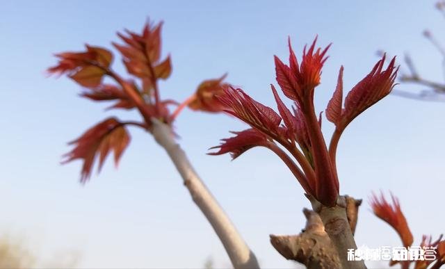 香椿为什么那么贵怎么种植在哪里能种植
