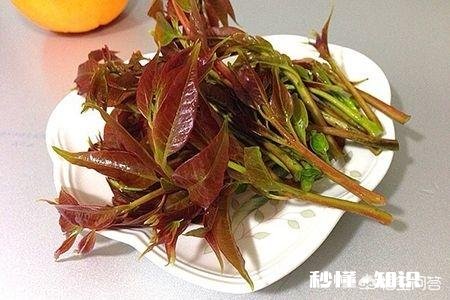 香椿为什么那么贵怎么种植在哪里能种植