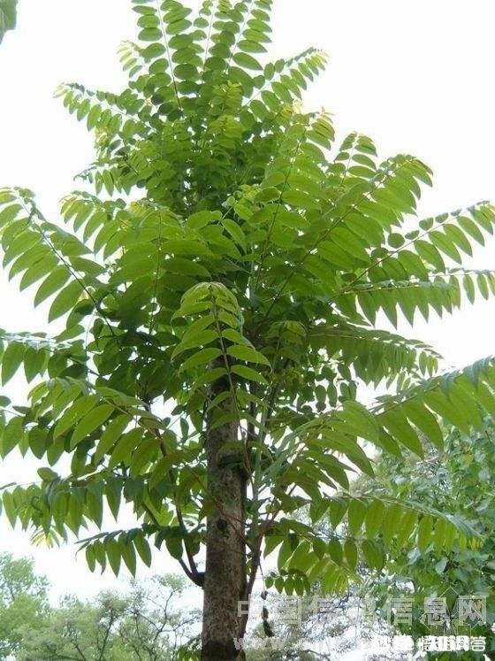 香椿为什么那么贵怎么种植在哪里能种植