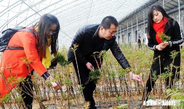 香椿为什么那么贵怎么种植在哪里能种植