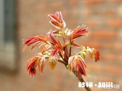 香椿为什么那么贵怎么种植在哪里能种植