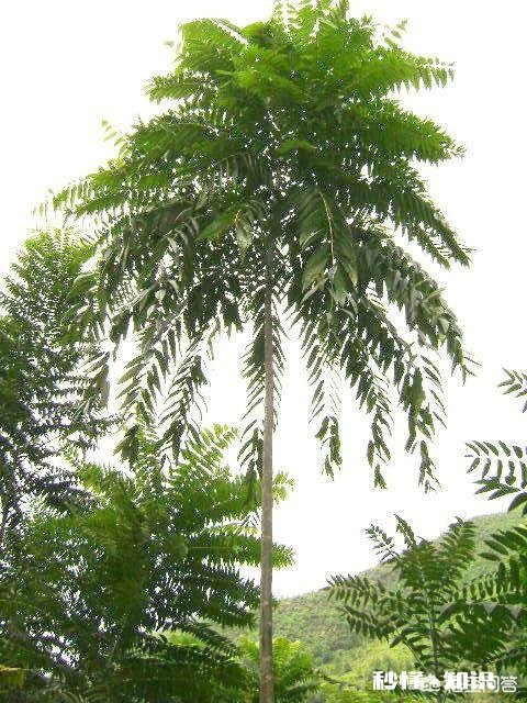 香椿为什么那么贵怎么种植在哪里能种植