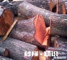 香椿为什么那么贵怎么种植在哪里能种植