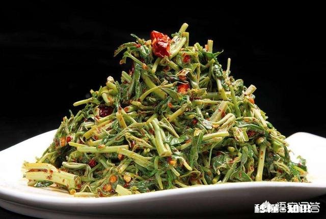 香椿为什么那么贵怎么种植在哪里能种植