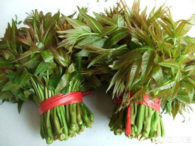 香椿为什么那么贵怎么种植在哪里能种植