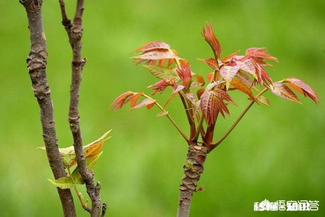 香椿为什么那么贵怎么种植在哪里能种植