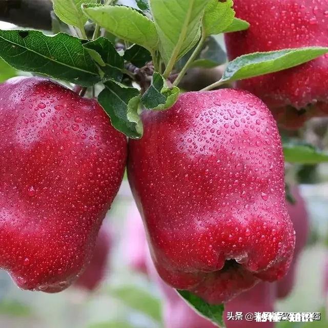 女方父亲年龄比男方父亲小却比男方母亲大该怎么称呼合适