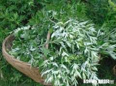 鲜艾草能熬水给宝宝洗吗