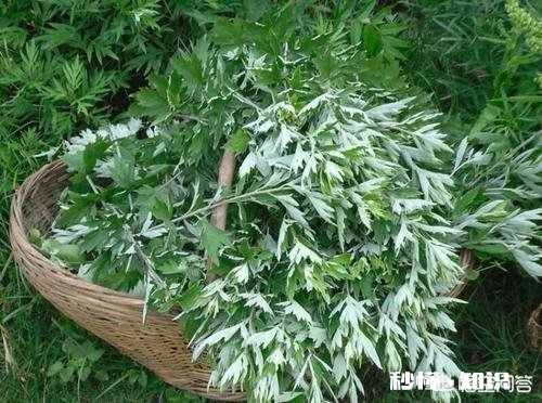 鲜艾草能熬水给宝宝洗吗