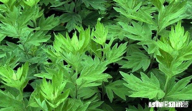 鲜艾草能熬水给宝宝洗吗