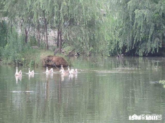 武汉为啥一下雨就成海