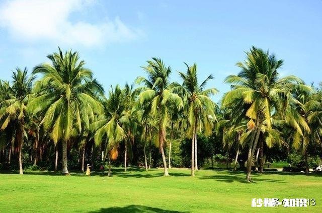 为什么三亚成为旅游过年期间第一热门城市