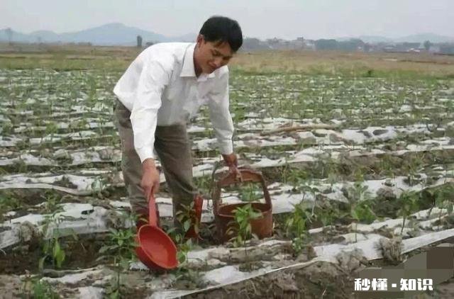辣椒定植后几天施肥，施什么肥