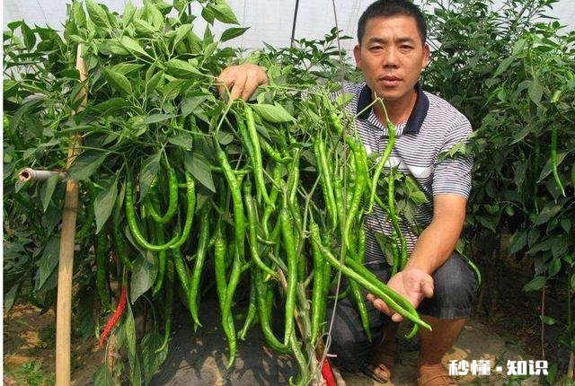 辣椒定植后几天施肥，施什么肥