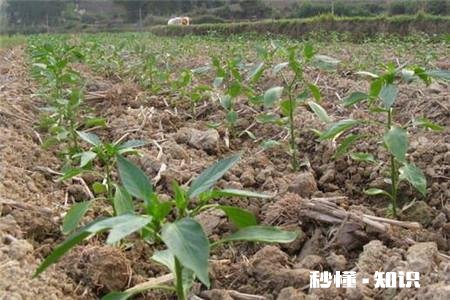 辣椒定植后几天施肥，施什么肥