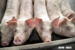 猪价接连跳水，为何仔猪价却涨破2000今年养猪还赚钱吗