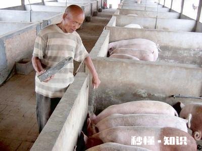 猪价接连跳水，为何仔猪价却涨破2000今年养猪还赚钱吗