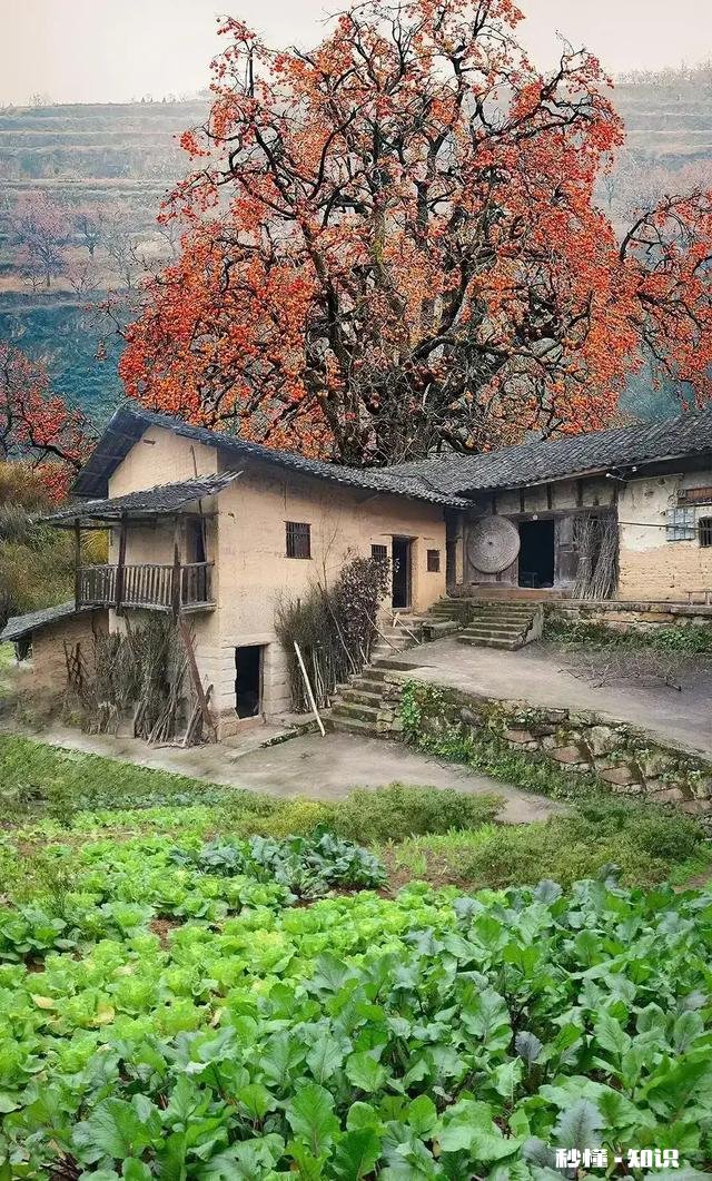 防疫放开后，阳了该找社区还是直接到医院