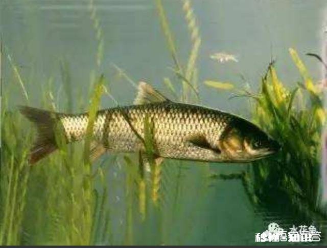 为什么有人觉得现在农村的河沟里鱼、虾、蟹等水生动物越来越少了呢