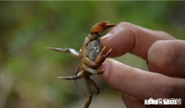 为什么有人觉得现在农村的河沟里鱼、虾、蟹等水生动物越来越少了呢