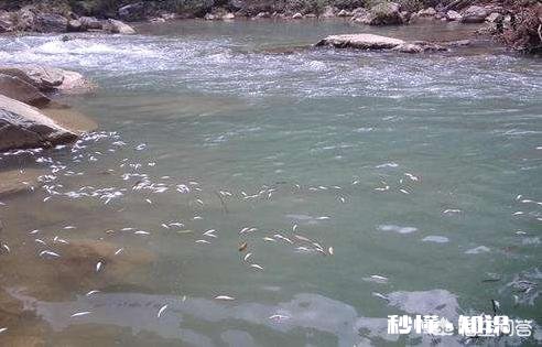 为什么有人觉得现在农村的河沟里鱼、虾、蟹等水生动物越来越少了呢