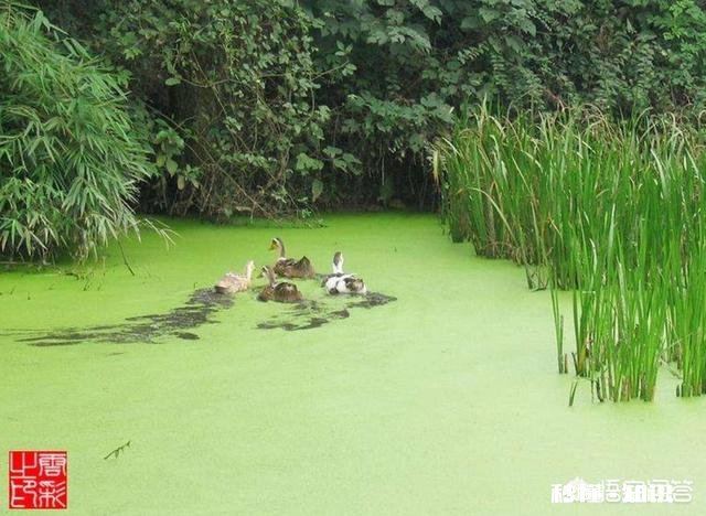 为什么有人觉得现在农村的河沟里鱼、虾、蟹等水生动物越来越少了呢
