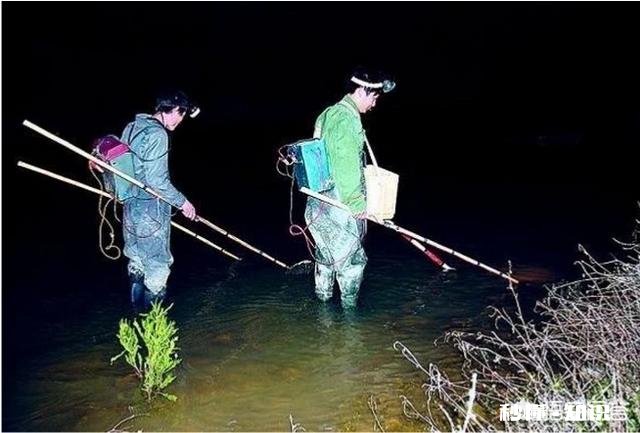 为什么有人觉得现在农村的河沟里鱼、虾、蟹等水生动物越来越少了呢