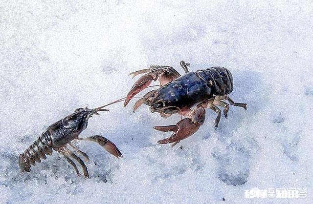 为什么有人觉得现在农村的河沟里鱼、虾、蟹等水生动物越来越少了呢