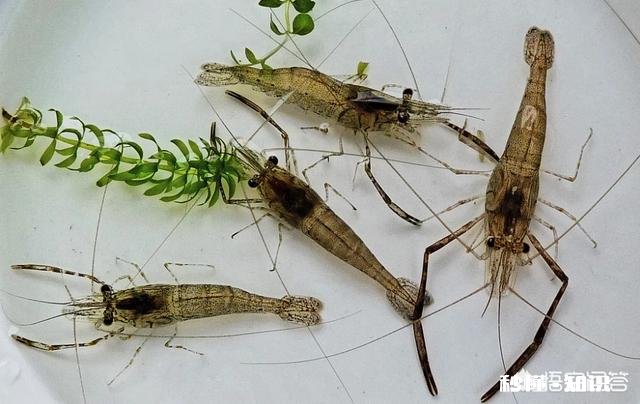 为什么有人觉得现在农村的河沟里鱼、虾、蟹等水生动物越来越少了呢