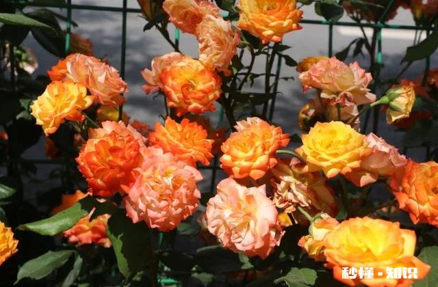 男方办婚礼，已经看好日子，但女方父母不同意，要改日子，怎么办