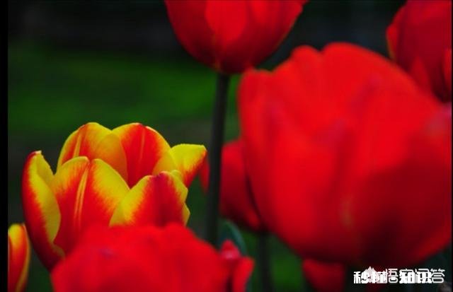 为什么有的半幅机拍的照片不清晰、不通透，这是什么原因