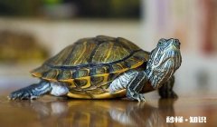 乌龟怎么洗才能洗干净