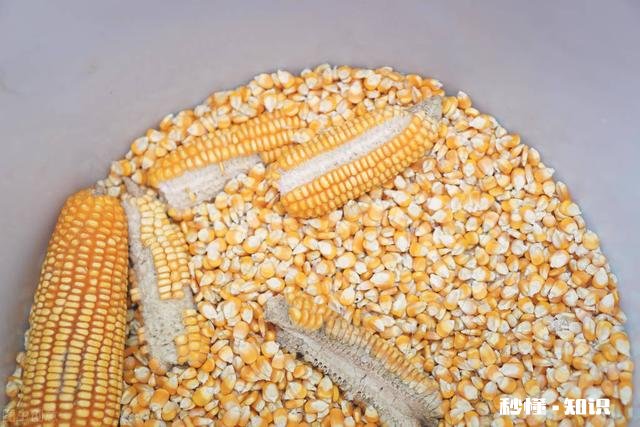 家里养了100头猪，想要自己做饲料，合适吗