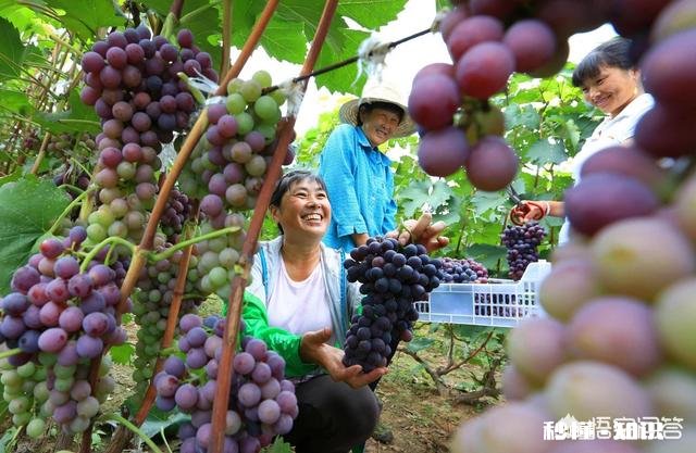 新乡地区种植哪种葡萄最好