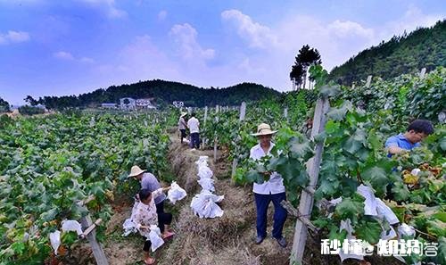 新乡地区种植哪种葡萄最好