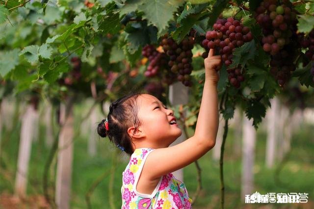 新乡地区种植哪种葡萄最好