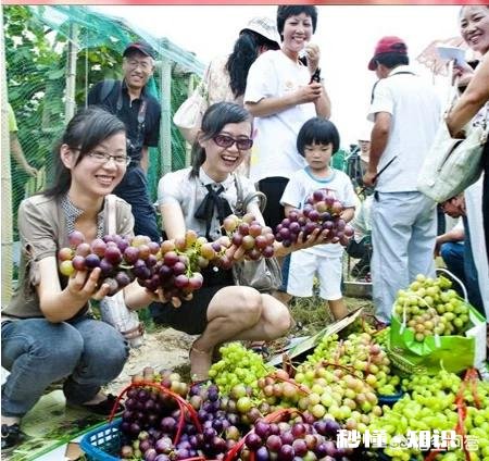 新乡地区种植哪种葡萄最好