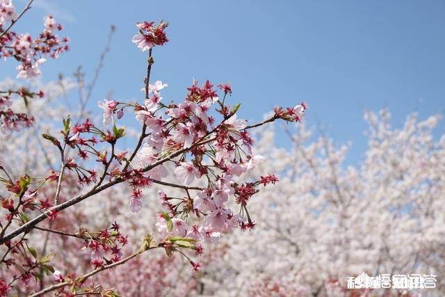 景区已经人山人海，如何拍一张有逼格的照片