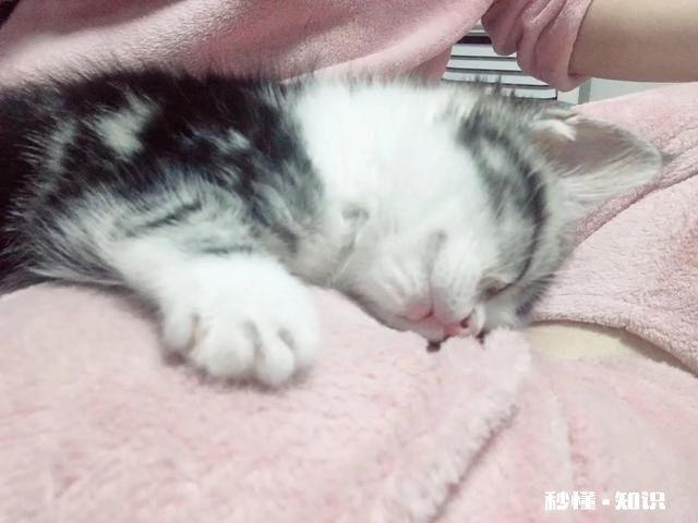 捡到一只流浪猫，看看什么品种