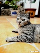 捡到一只流浪猫，看看什么品种