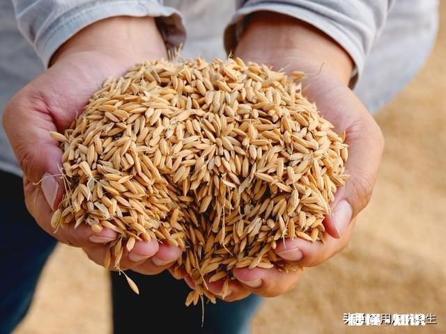 “改稻为桑”的国策是如何被推翻的