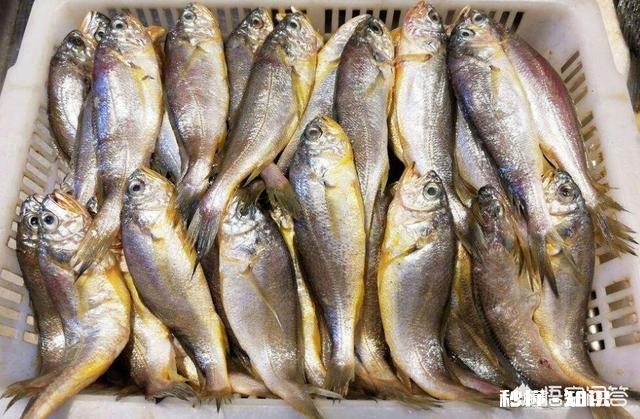 哈尔滨的冻货海鲜好卖吗