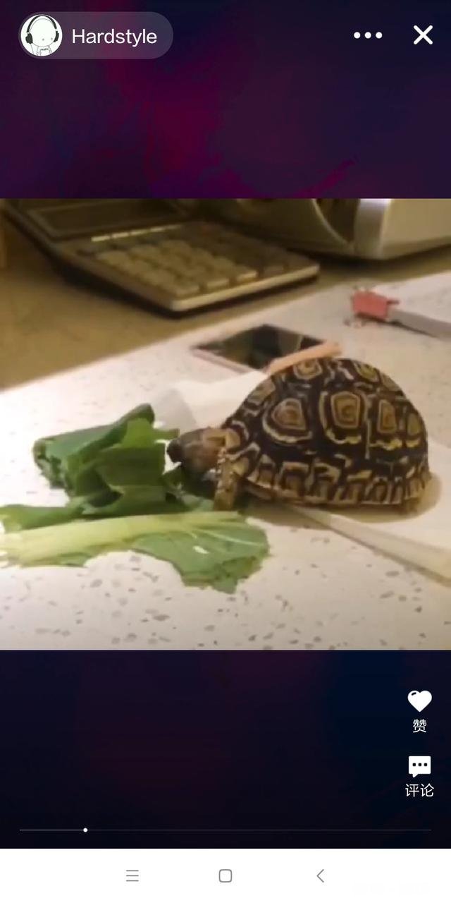 什么龟最大长到20厘米而且性格温顺