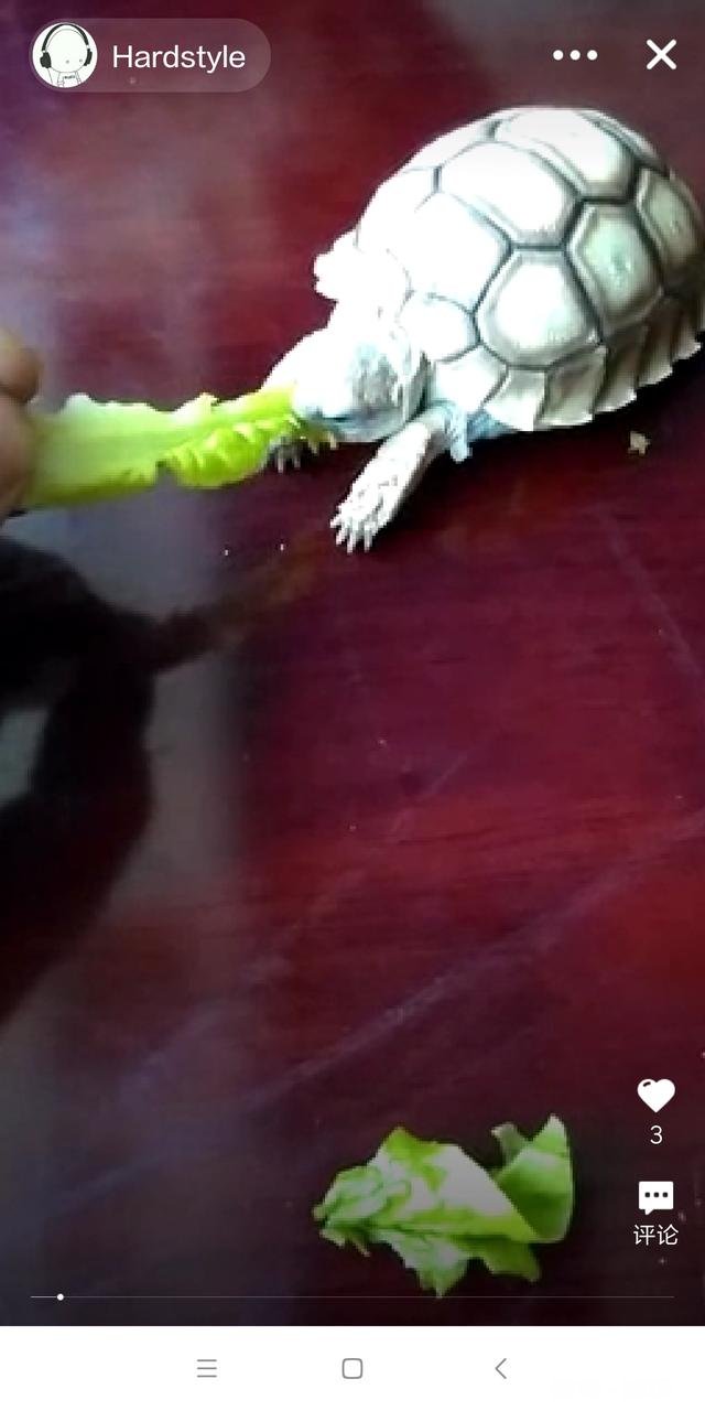 什么龟最大长到20厘米而且性格温顺