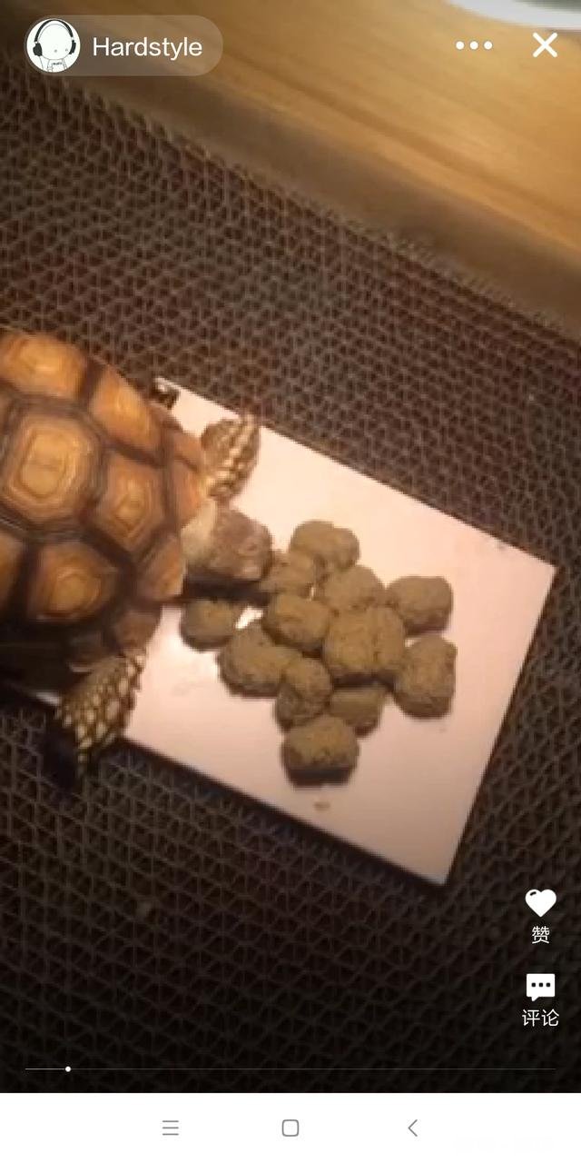 什么龟最大长到20厘米而且性格温顺