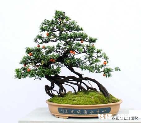 今天刚上山挖的金弹子，请问应该怎么处理