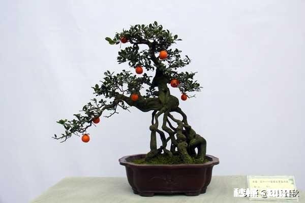 今天刚上山挖的金弹子，请问应该怎么处理